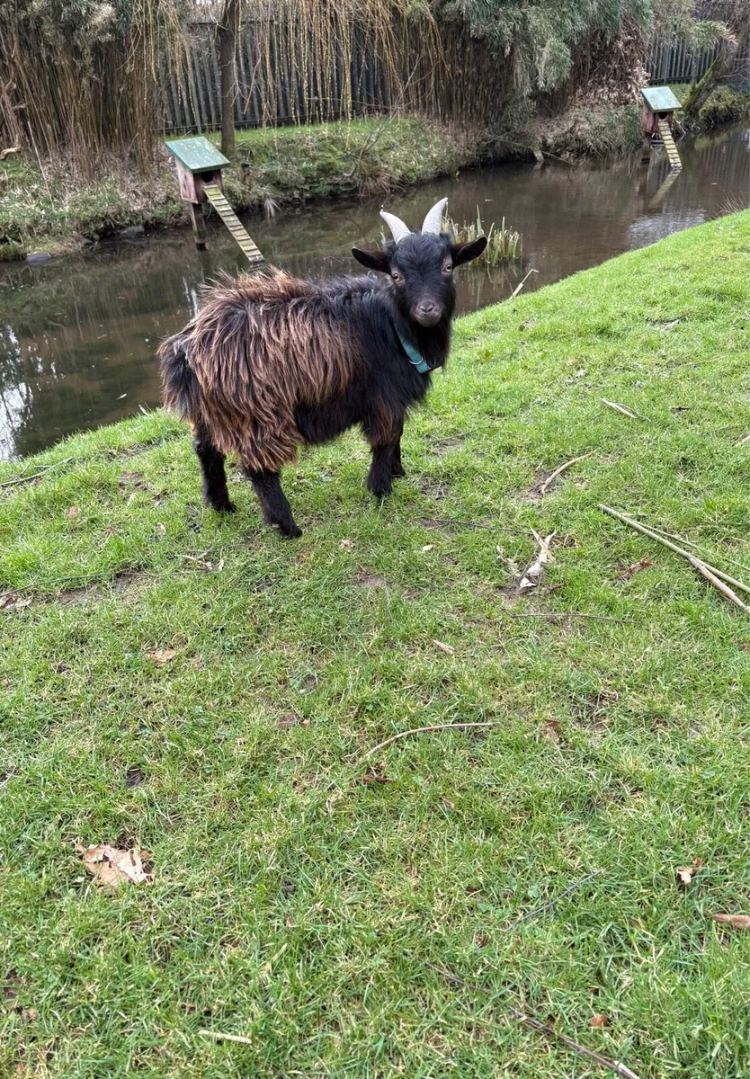 For Sale : Pygmy goats one male and one female - Image 4
