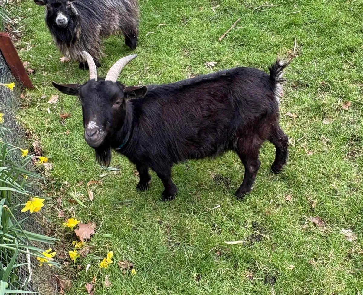 For Sale : Pygmy goats one male and one female - Image 2