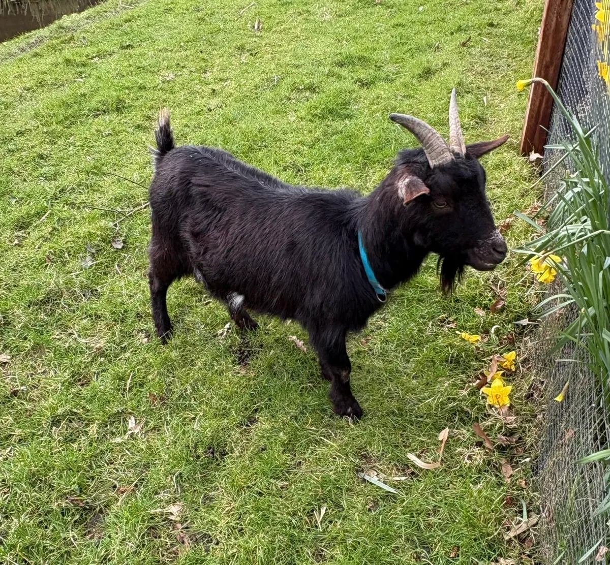 For Sale : Pygmy goats one male and one female - Image 1