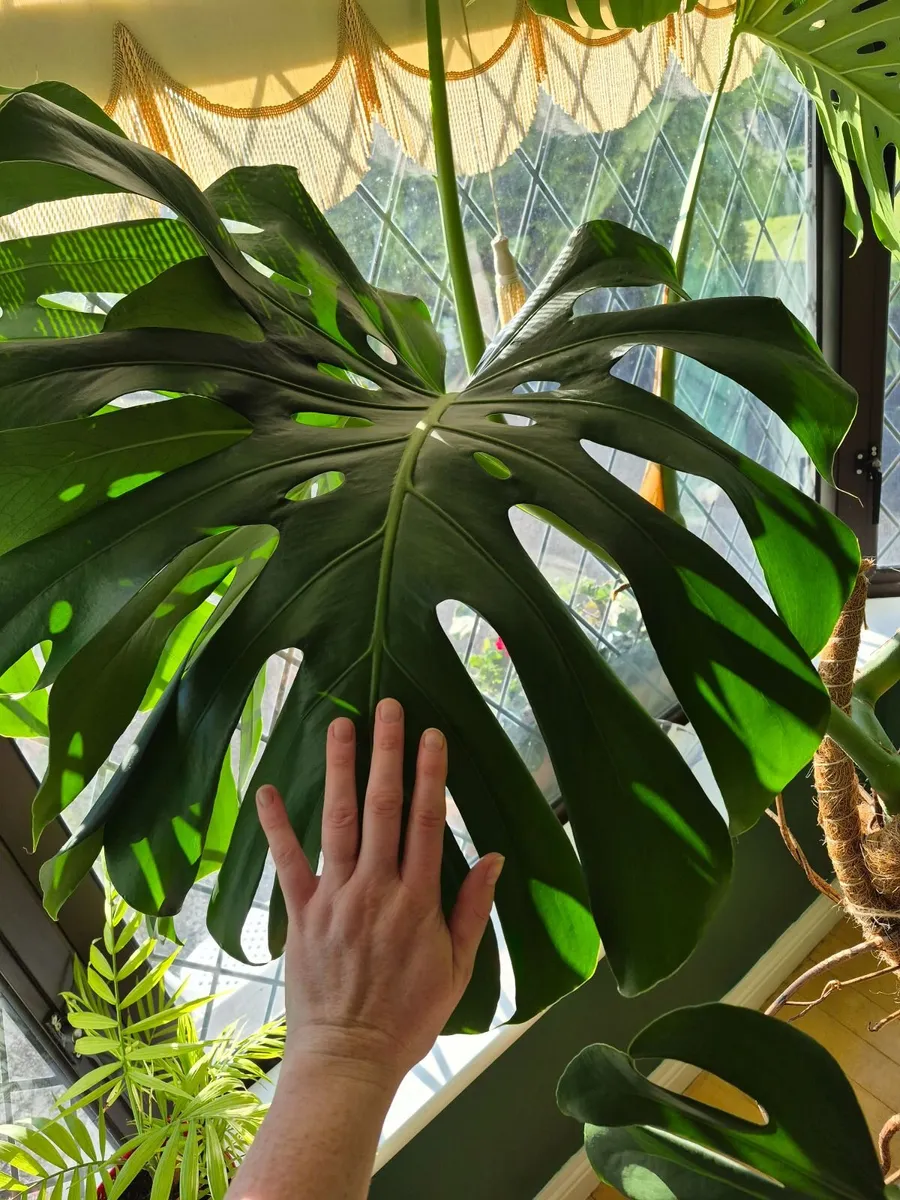 Monstera plant - Image 1