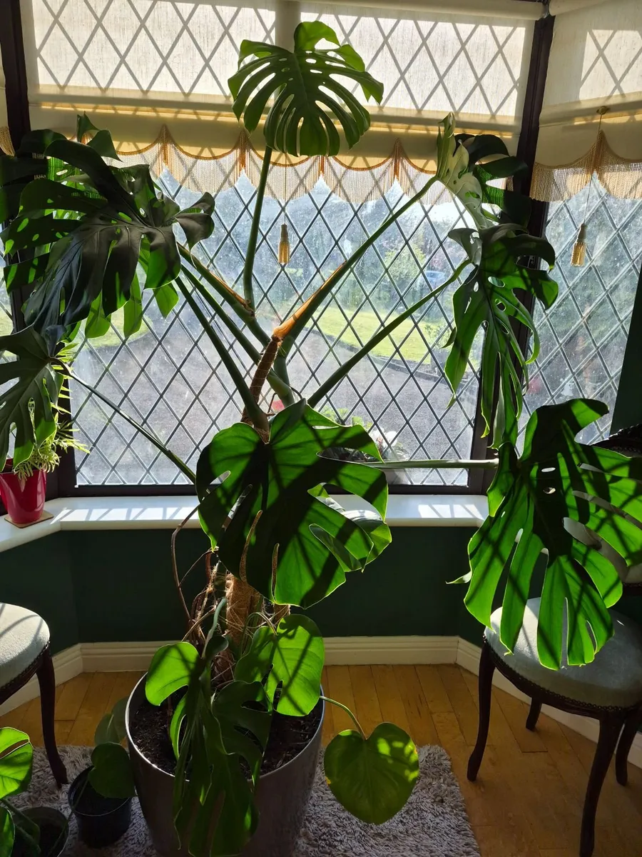 Monstera plant - Image 2