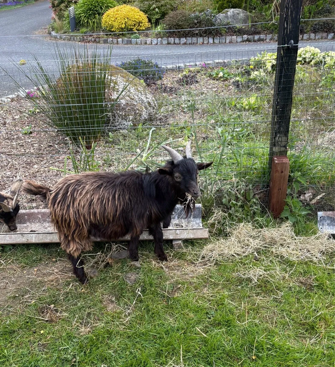 Two Pygmy Goats for sale - Image 3