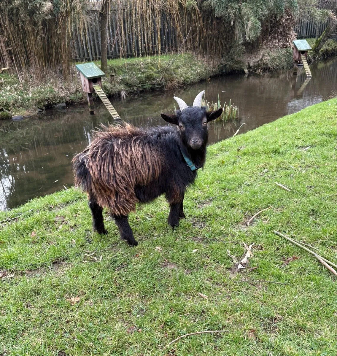 Two Pygmy Goats for sale - Image 4