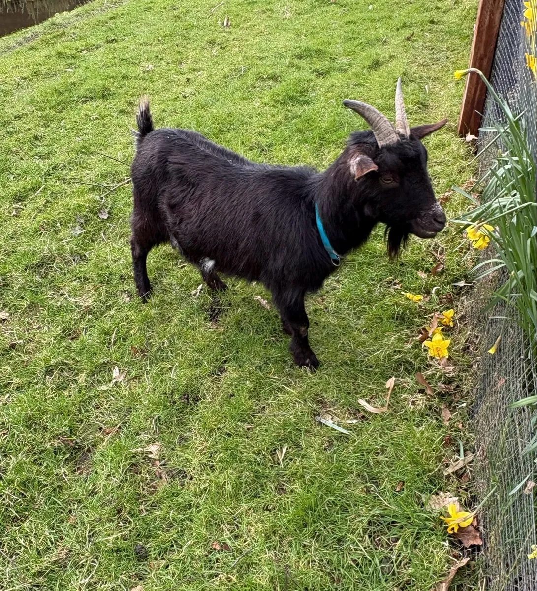 Two Pygmy Goats for sale - Image 1
