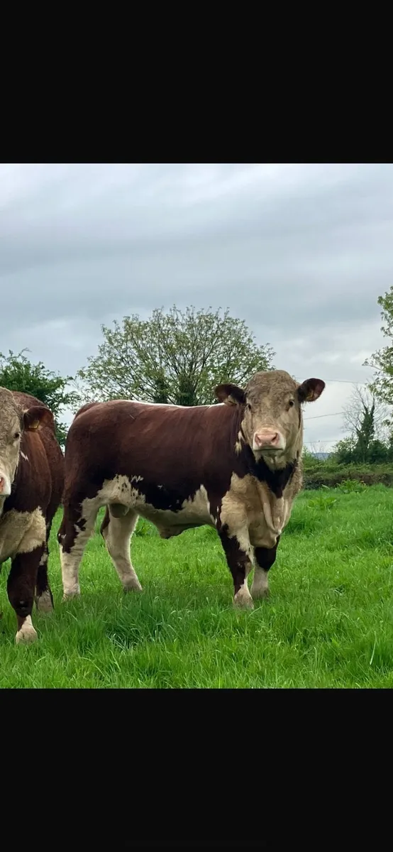 Pedigree Hereford Bulls - Image 2