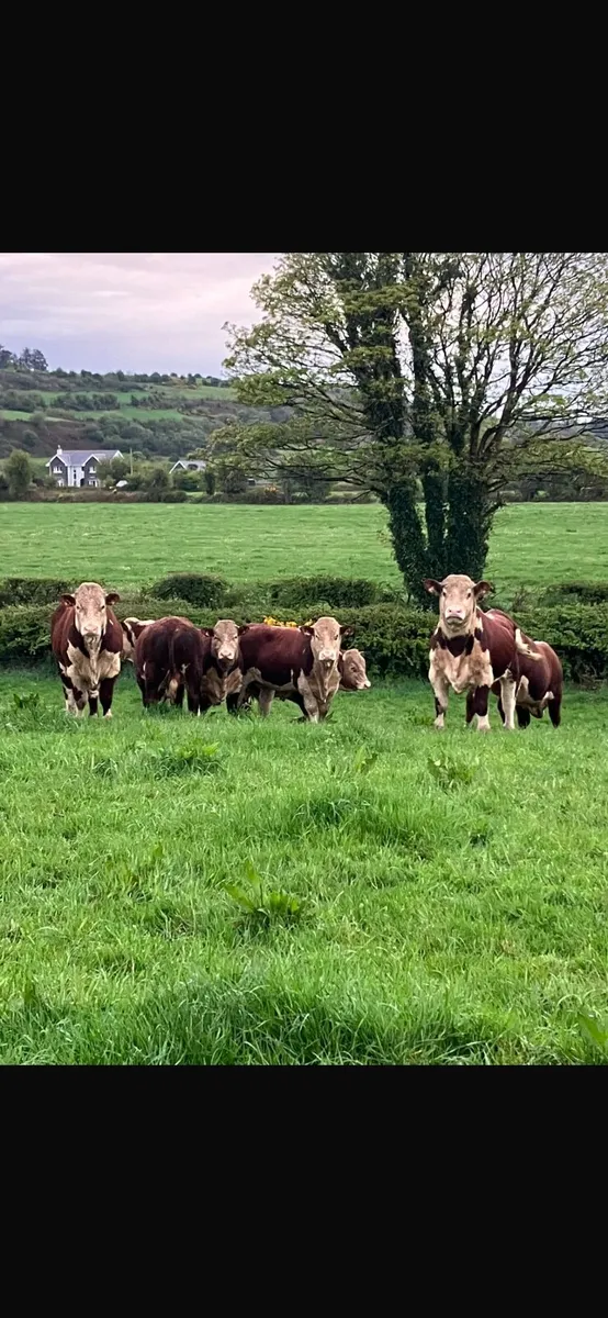 Pedigree Hereford Bulls - Image 1