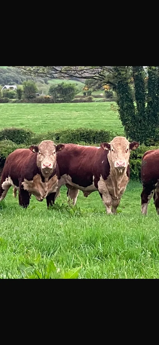 Pedigree Hereford Bulls - Image 3