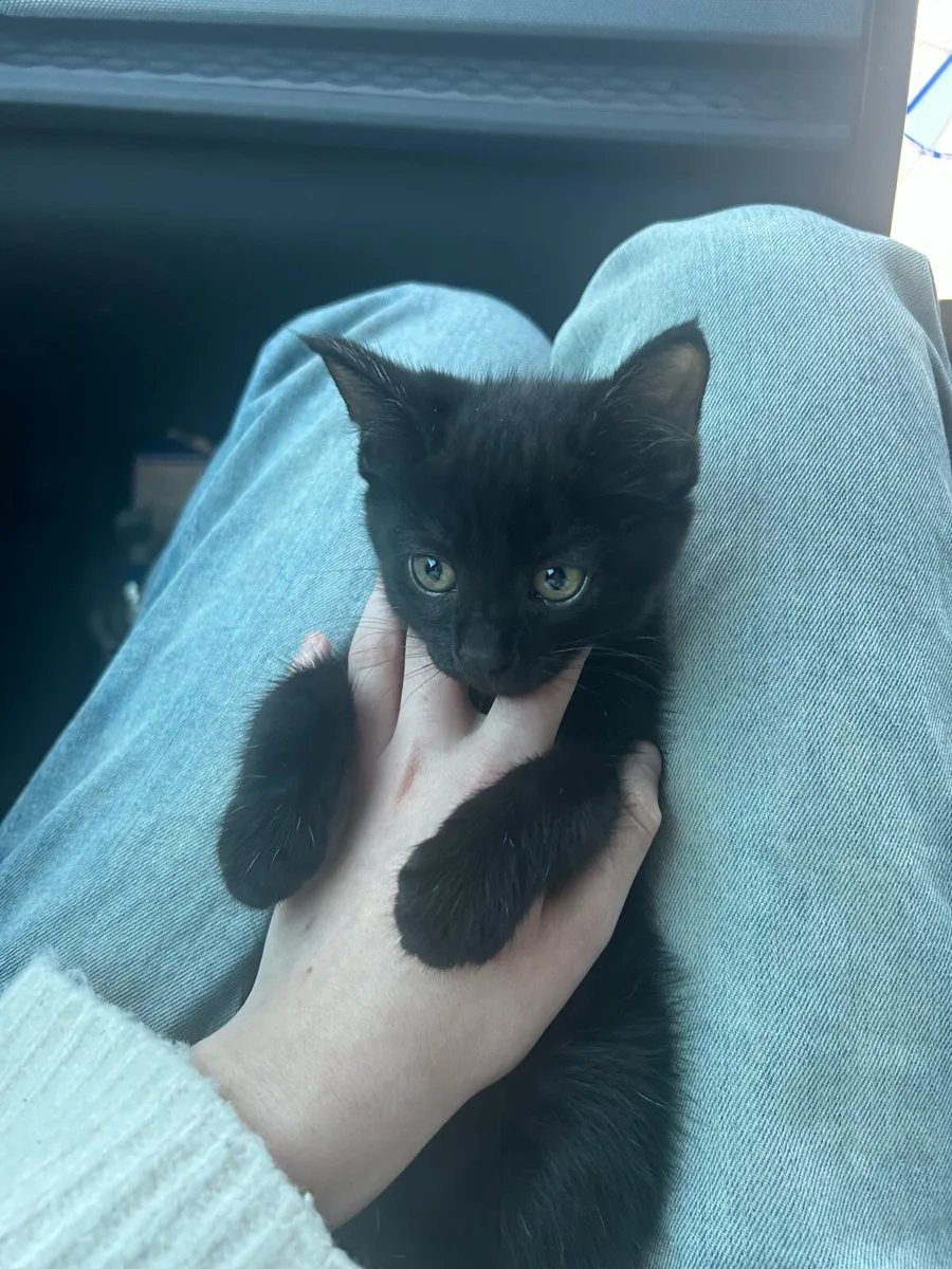 Kitten - Image 1