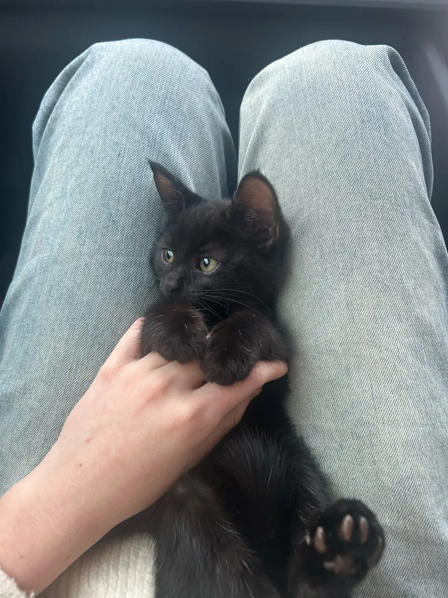 Kitten - Image 2