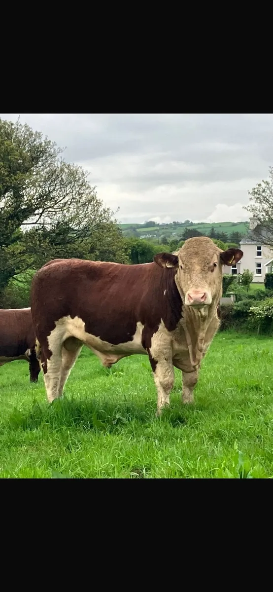 Pedigree Hereford Bulls - Image 4