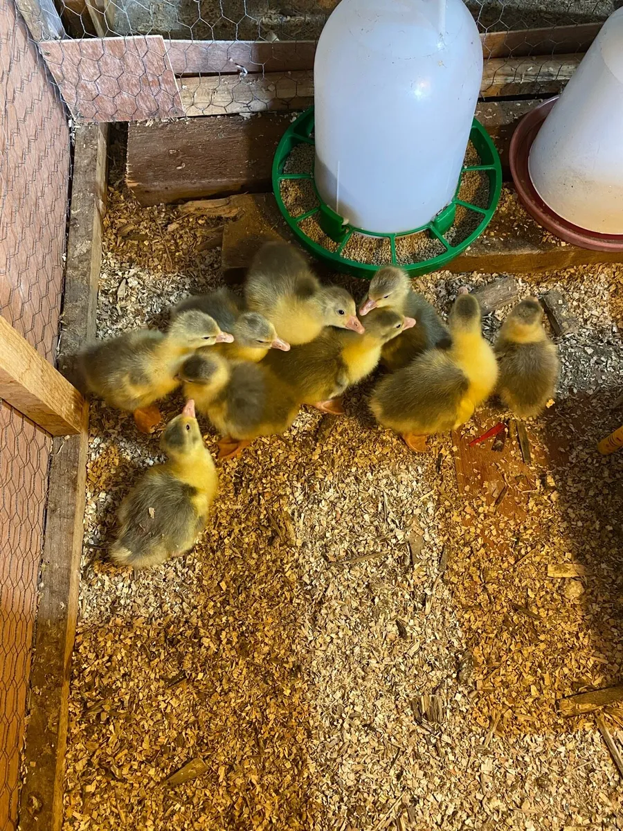 Goslings