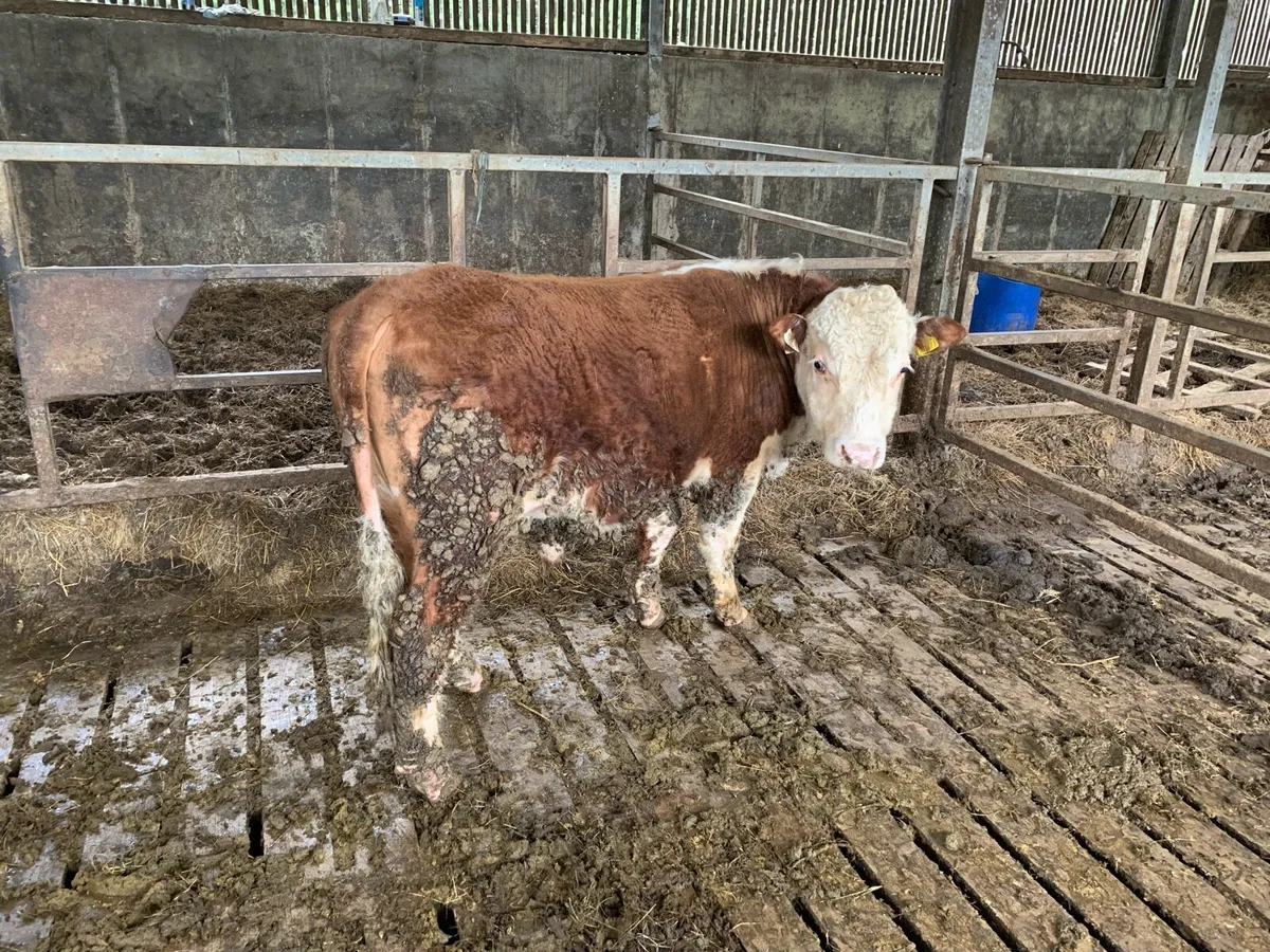 PB herford bull - Image 3