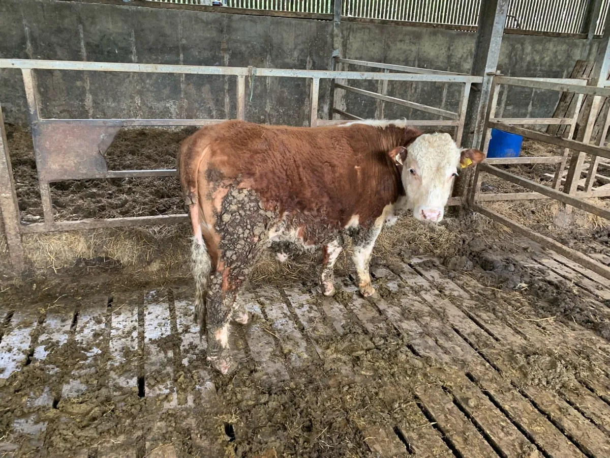 PB herford bull - Image 4