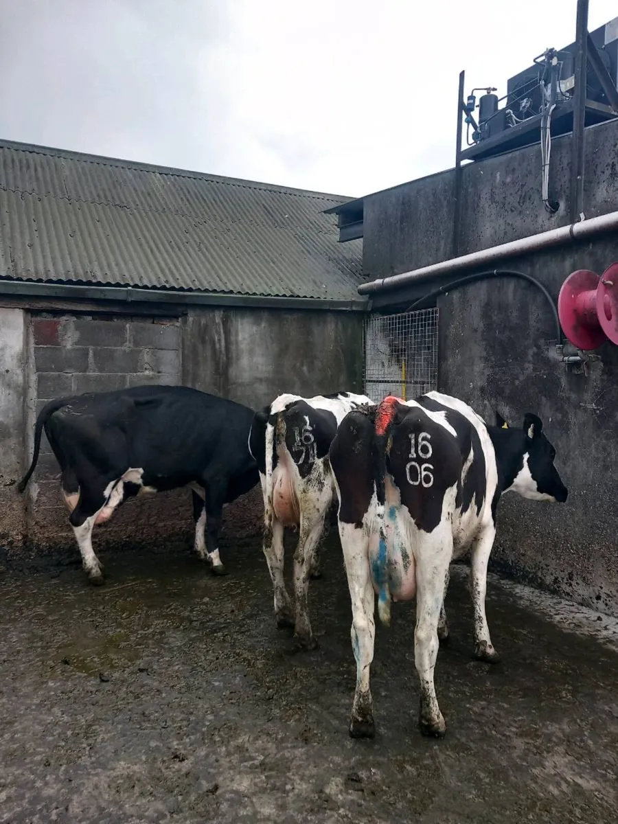 Cows