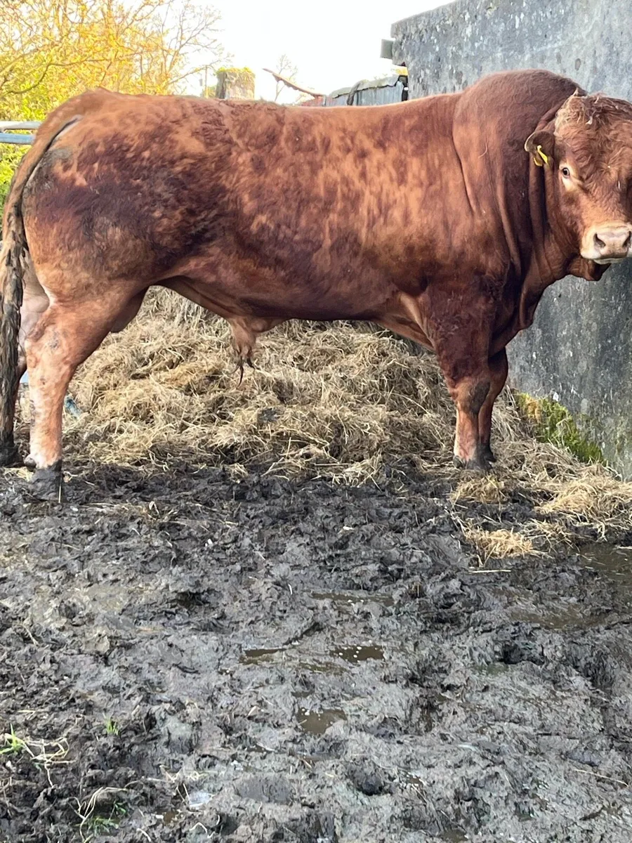 Bull for sale - Image 1