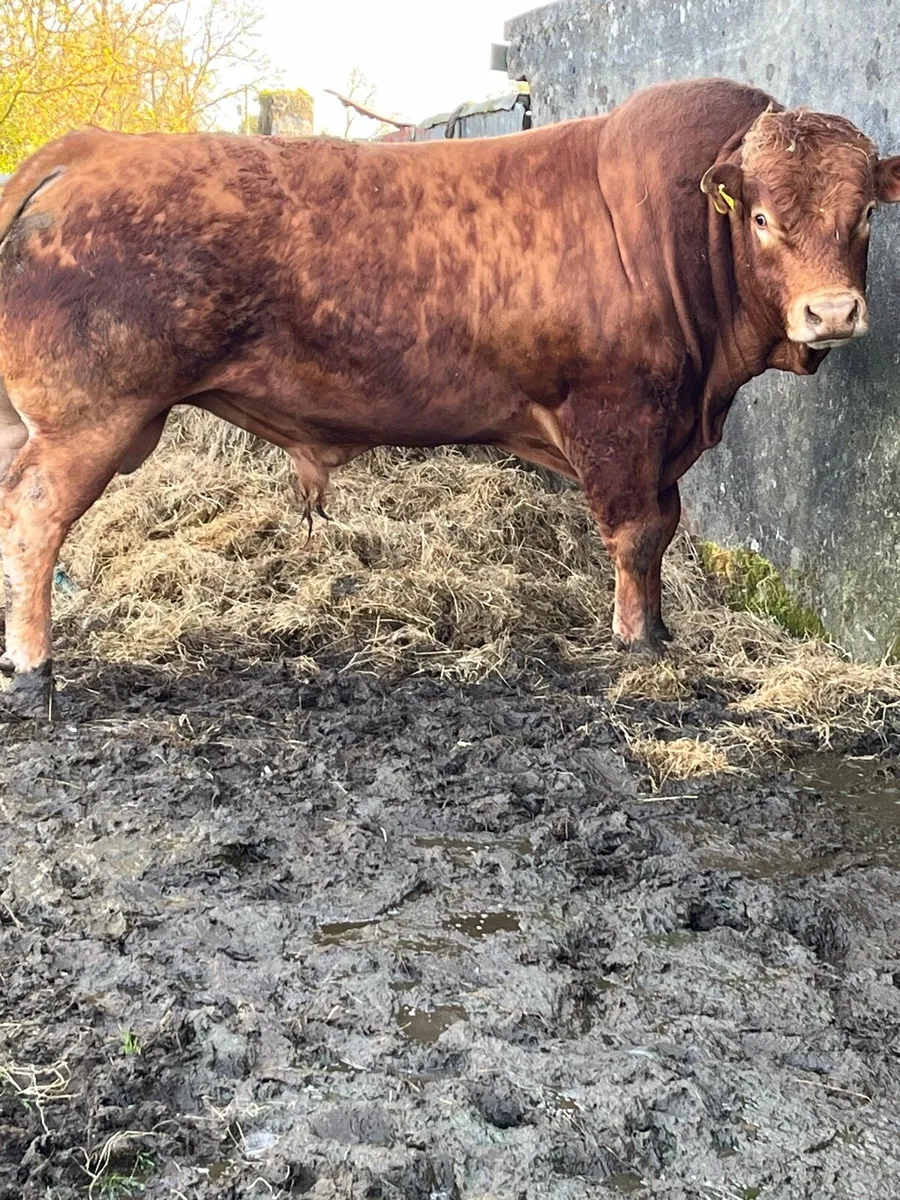 Bull for sale - Image 2
