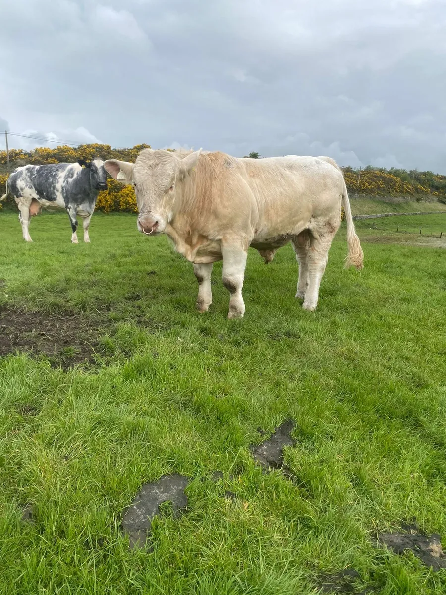 Charolais Bull - Image 2