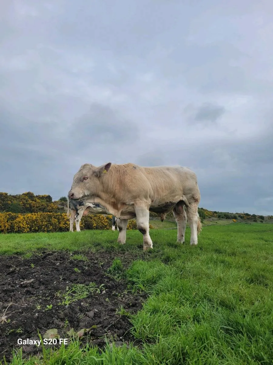 Charolais Bull - Image 3