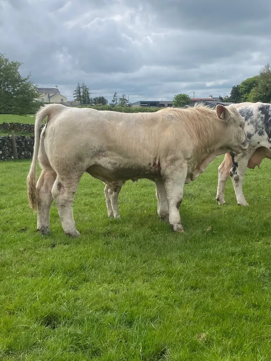 Charolais Bull - Image 4