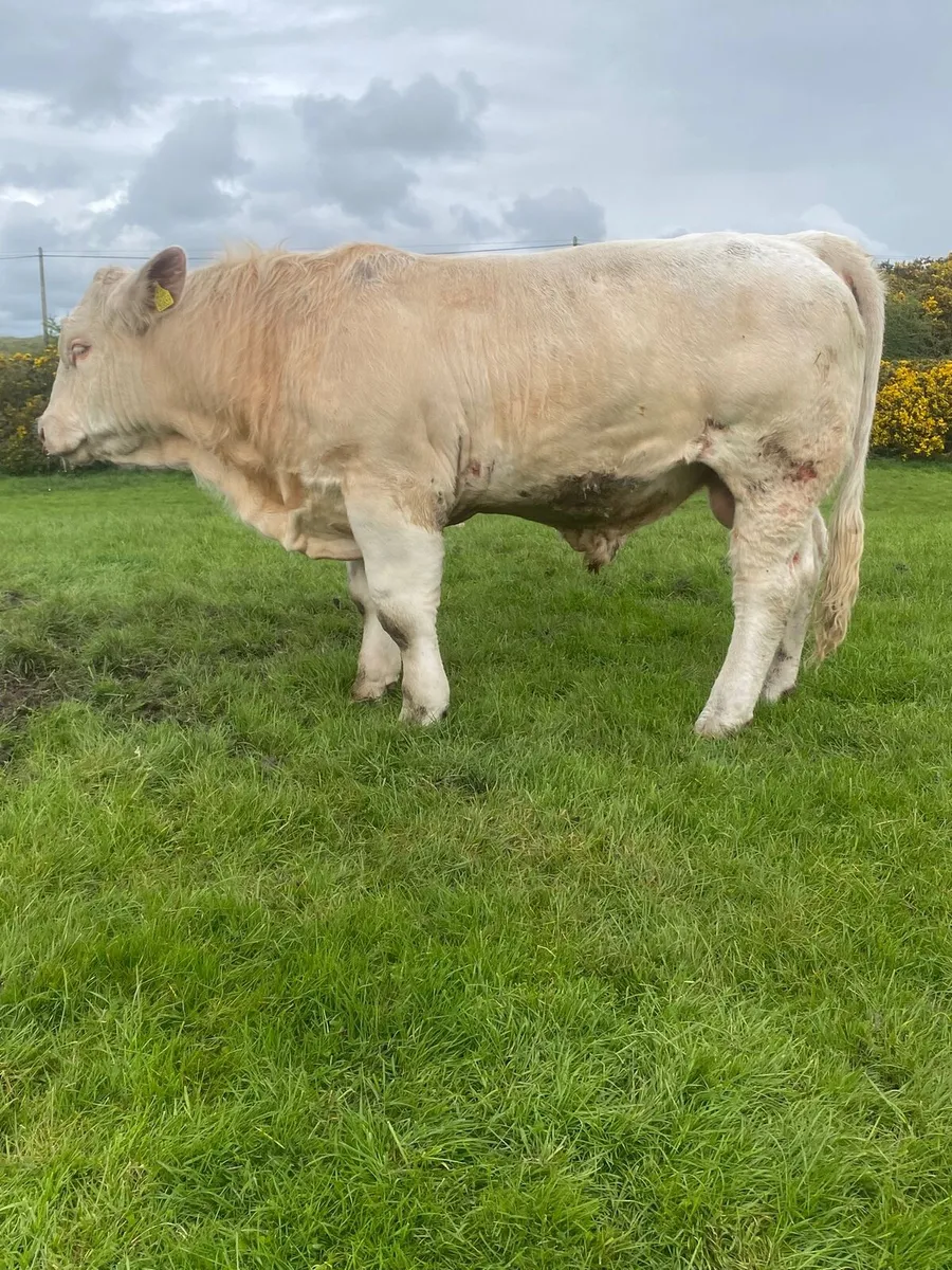Charolais Bull - Image 1
