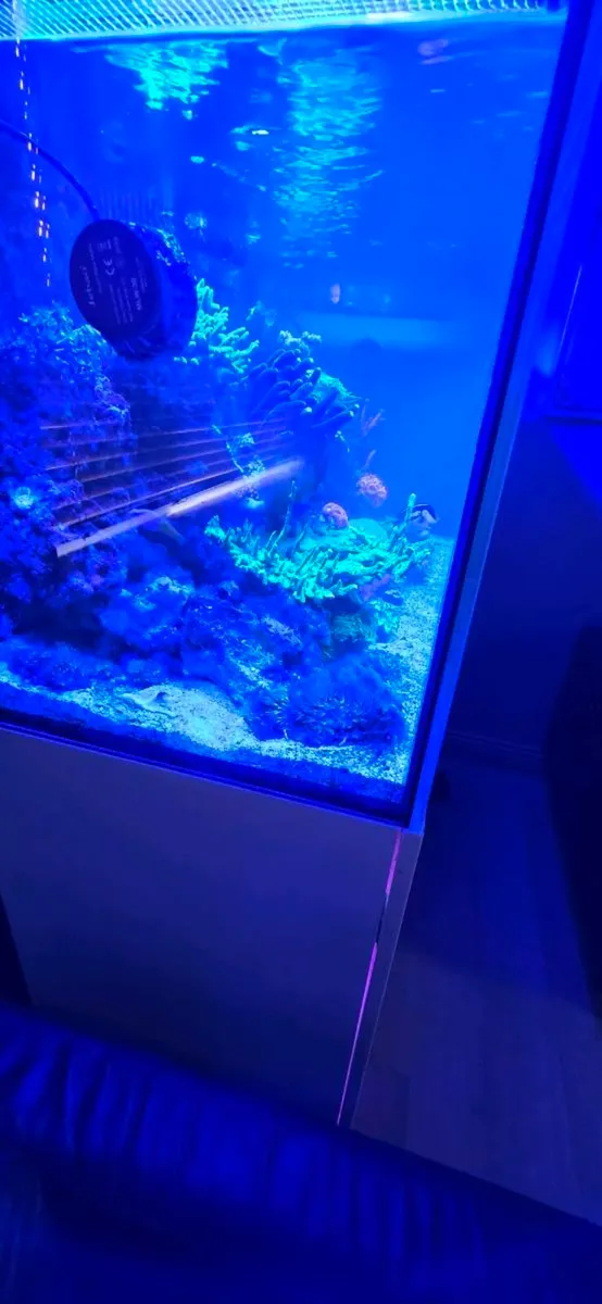 Red sea reefer 350 - Image 2