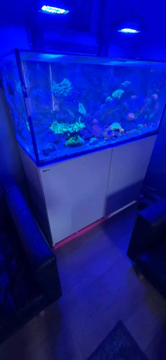 Red sea reefer 350 - Image 3