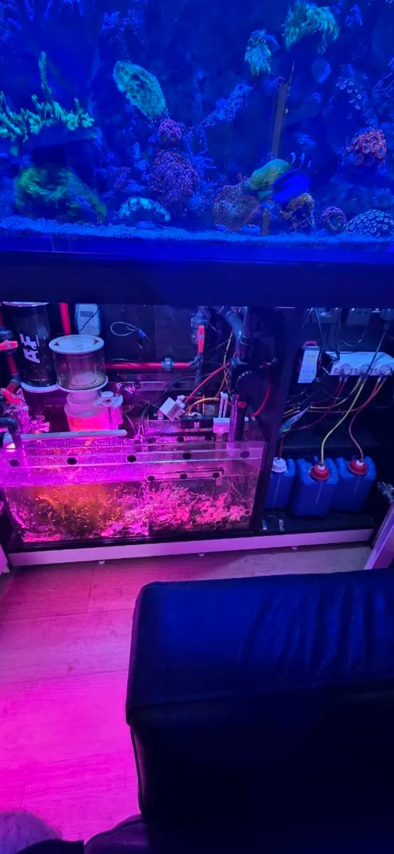 Red sea reefer 350 - Image 4