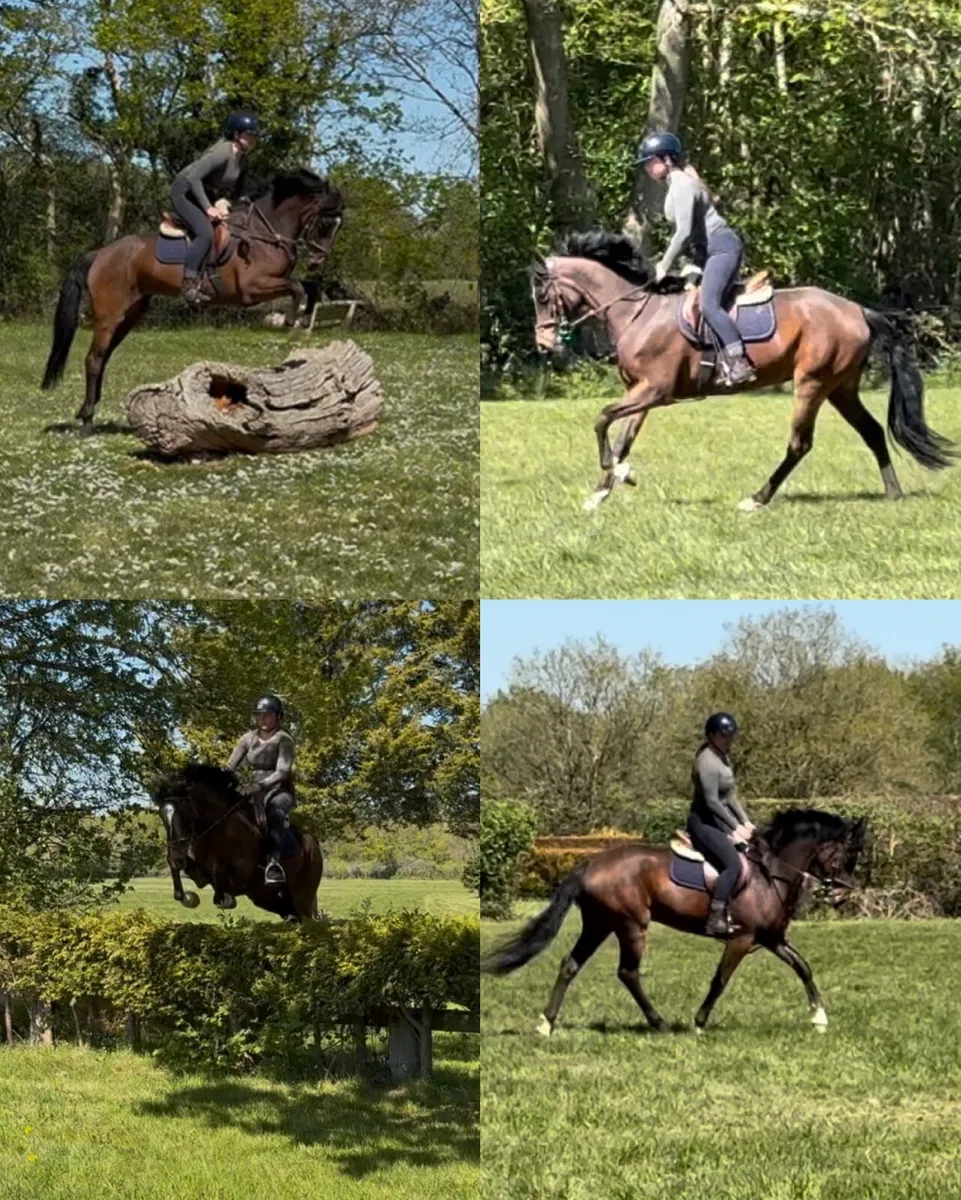 148cm sports Connemara safe and genuine - Image 1