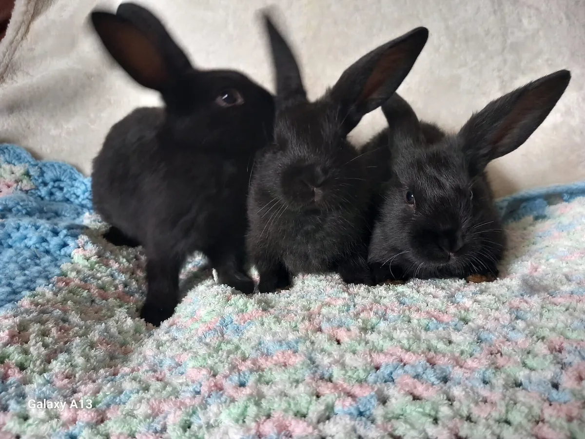 My bunny are the vest friend for kids - Image 3