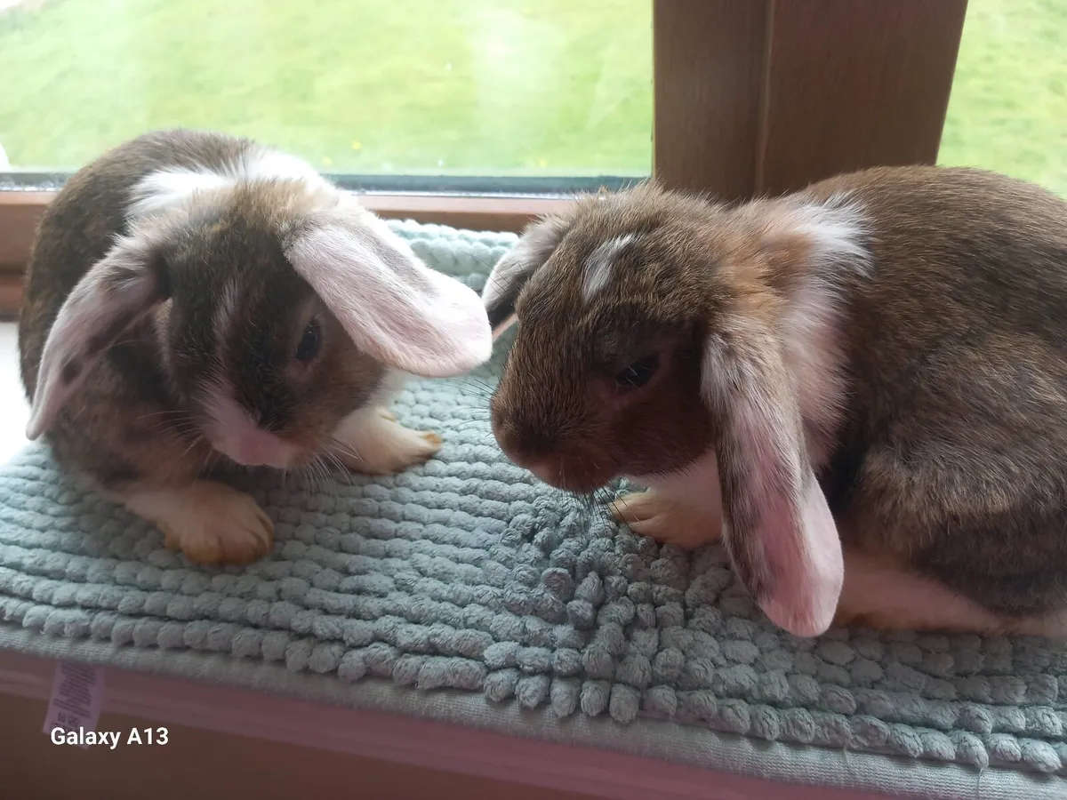 My bunny are the vest friend for kids - Image 4