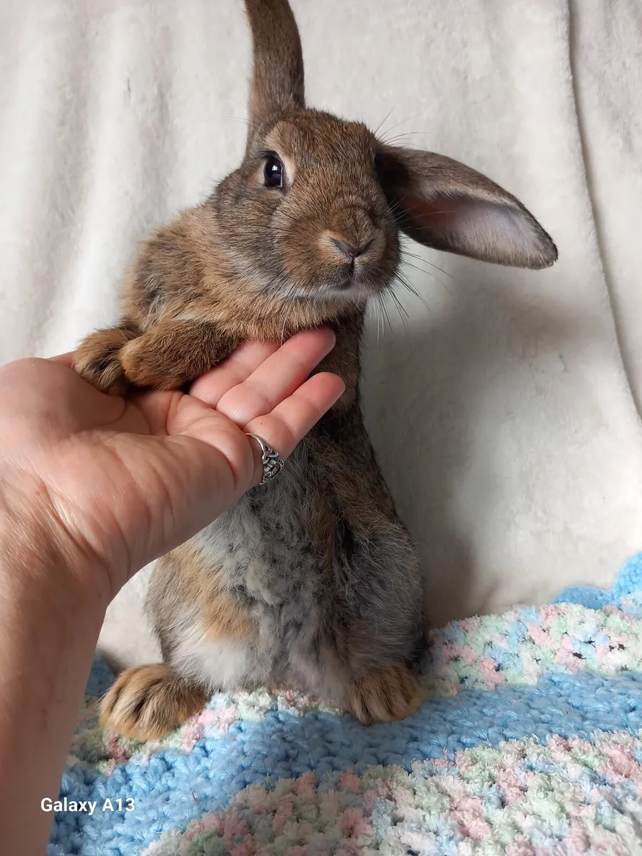 My bunny are the vest friend for kids - Image 1