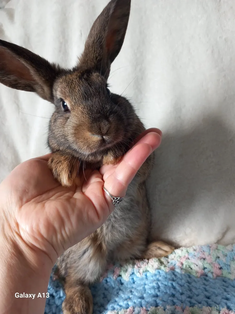 My bunny are the vest friend for kids - Image 2