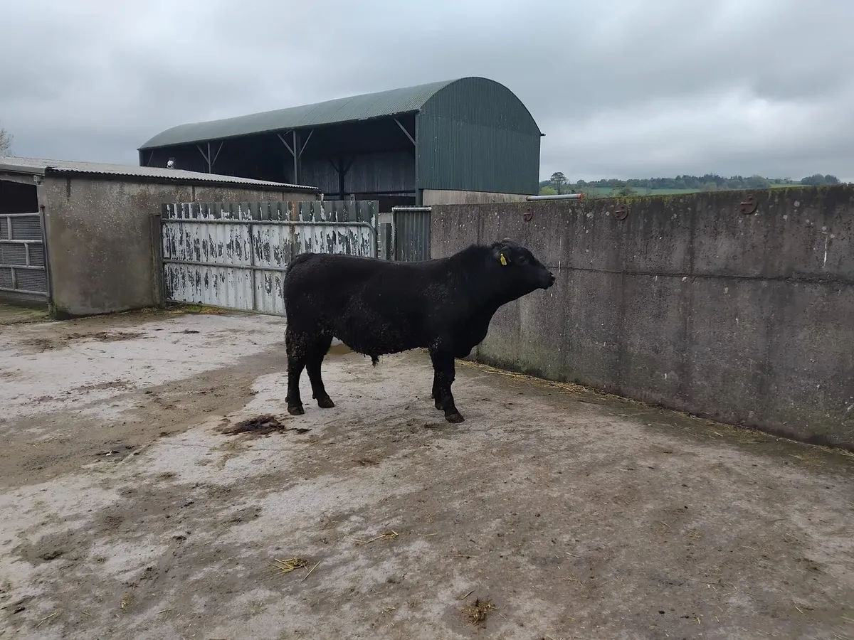 Pedigree Angus Bu - Image 1