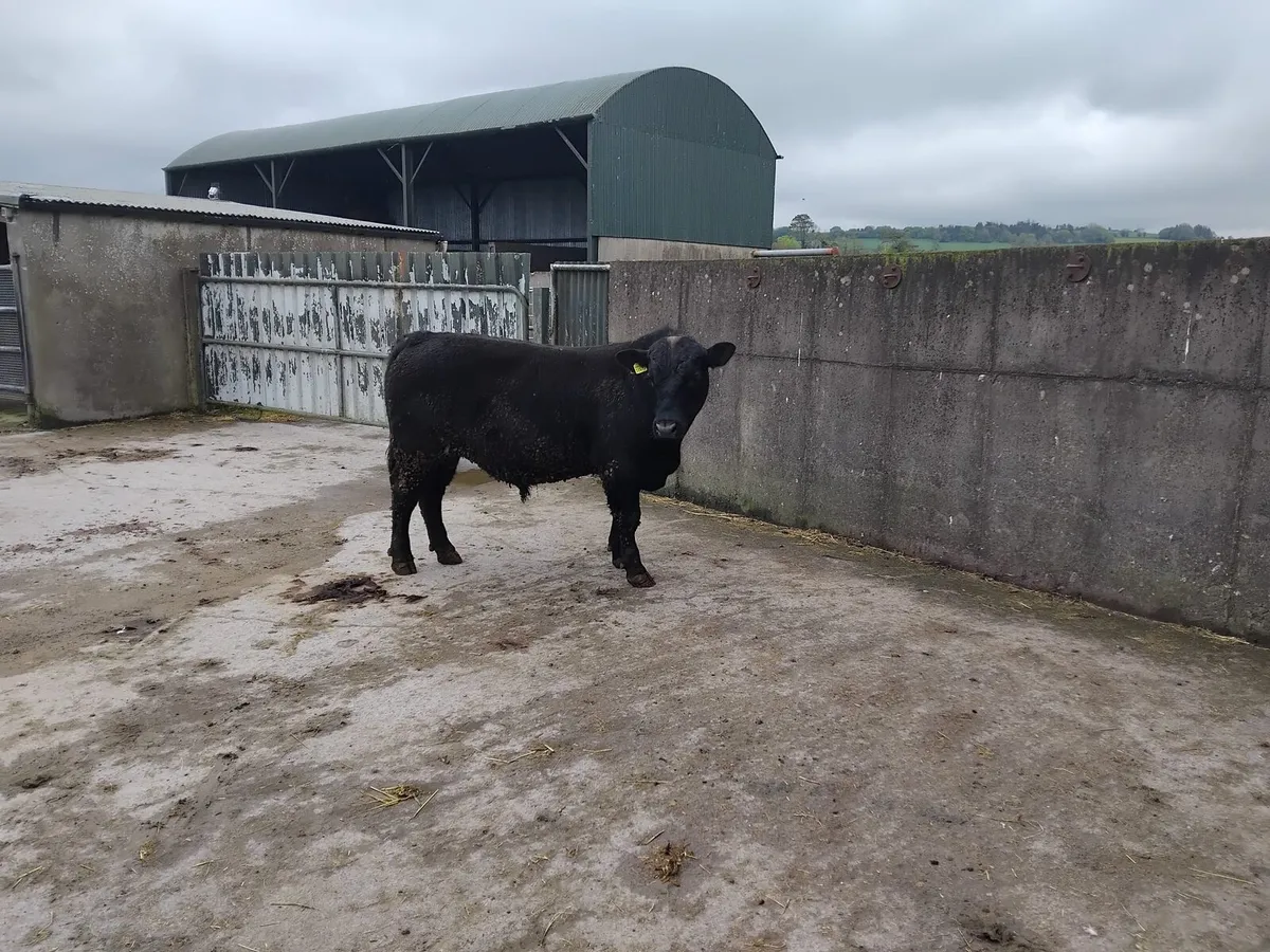 Pedigree Angus Bu - Image 2