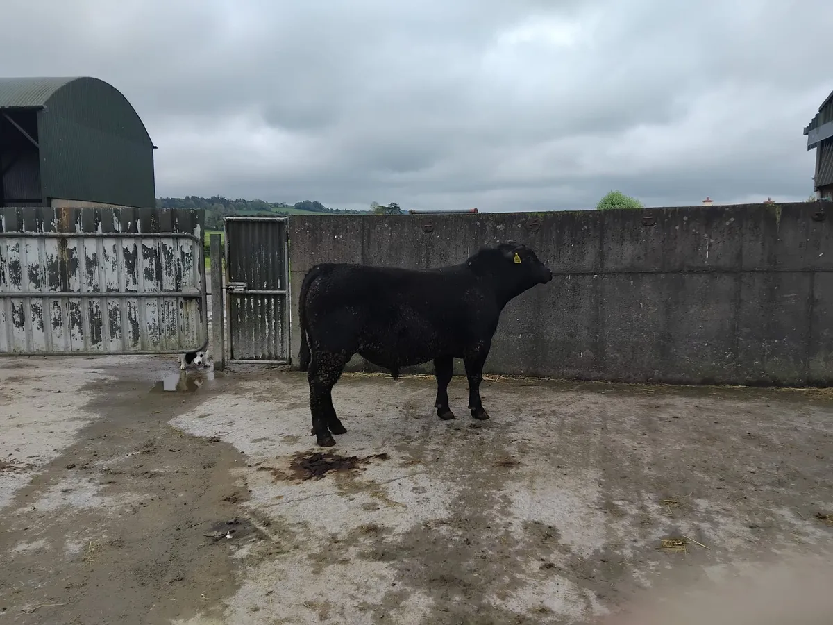 Pedigree Angus Bu - Image 3