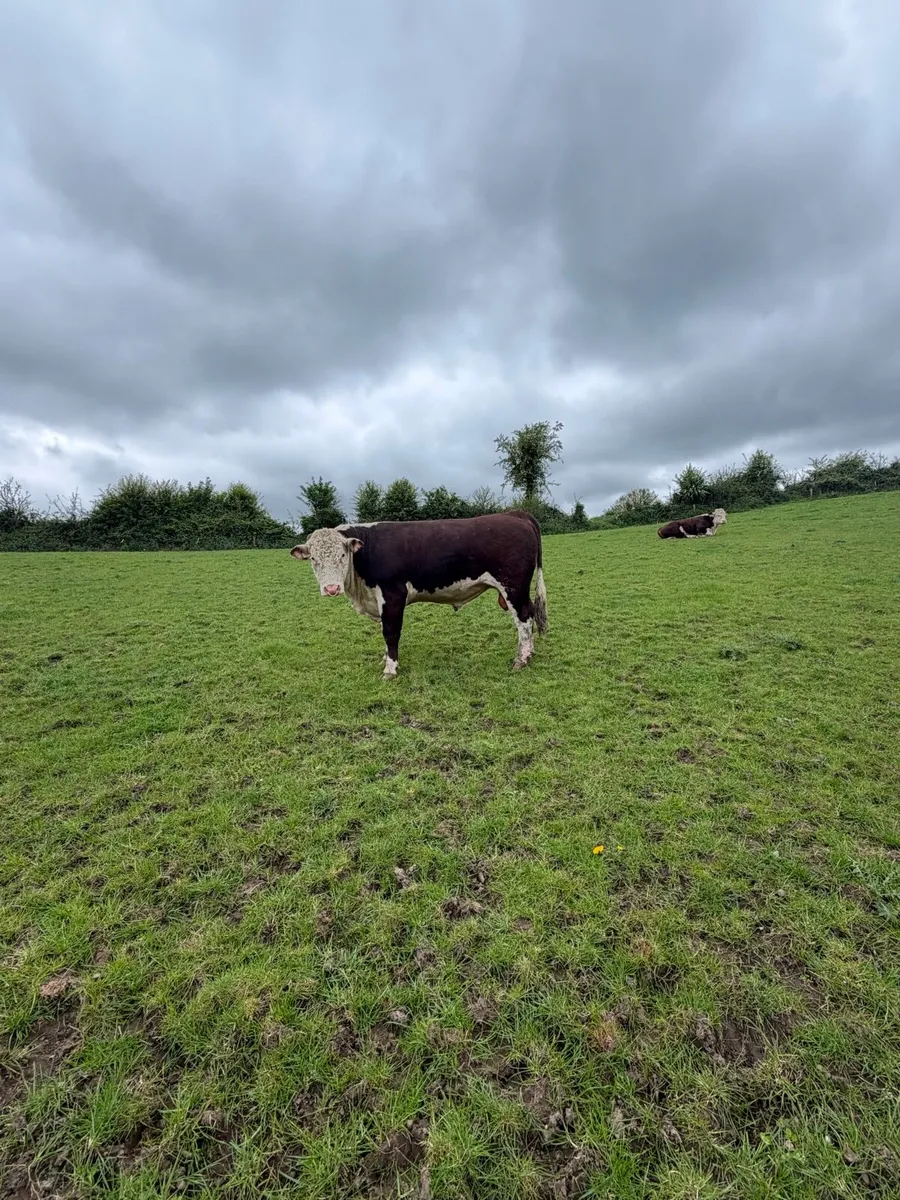 Strong Mature Hereford bulls - Image 1