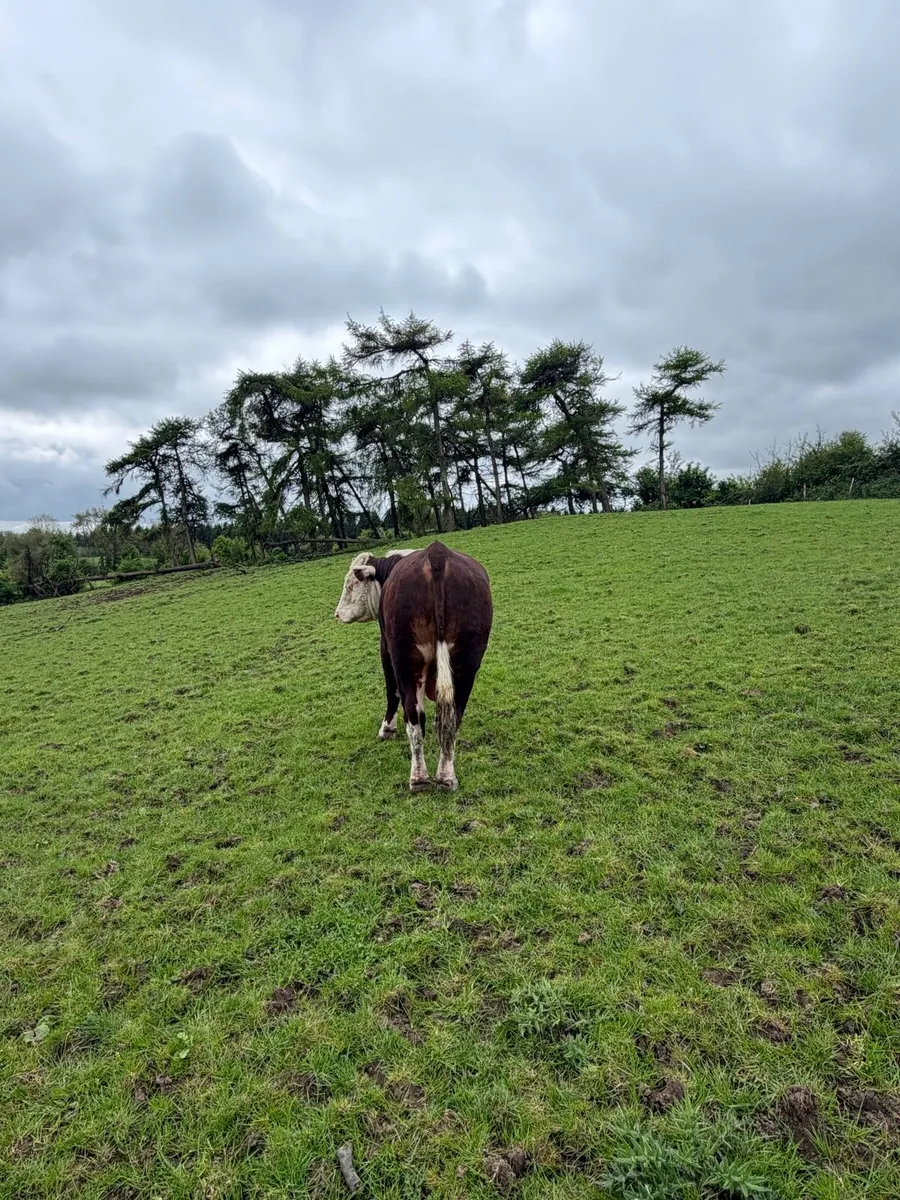 Strong Mature Hereford bulls - Image 2
