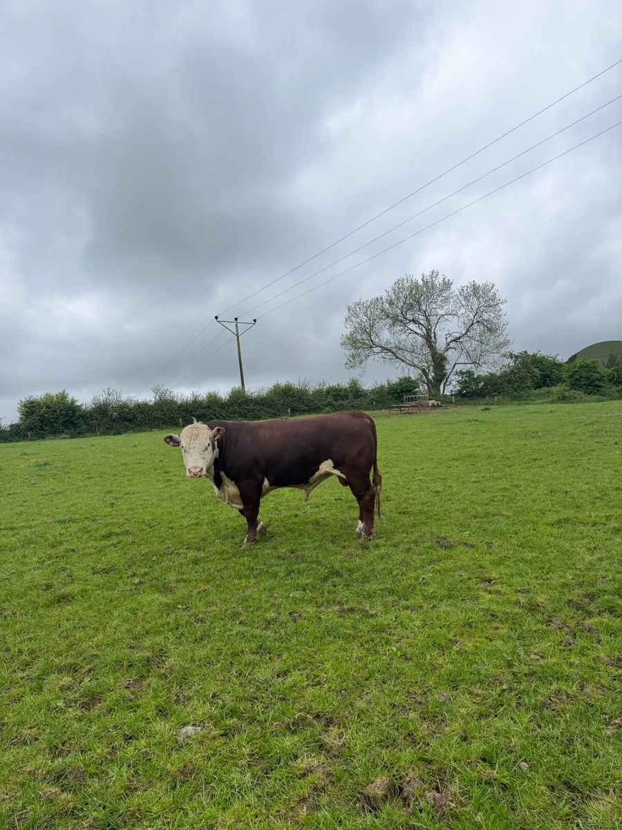 Strong Mature Hereford bulls - Image 3