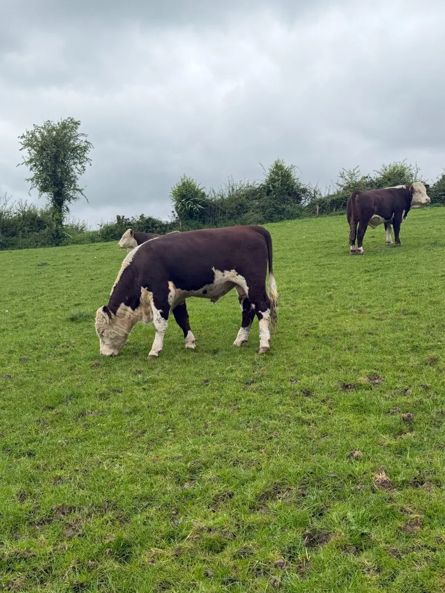 Strong Mature Hereford bulls - Image 4