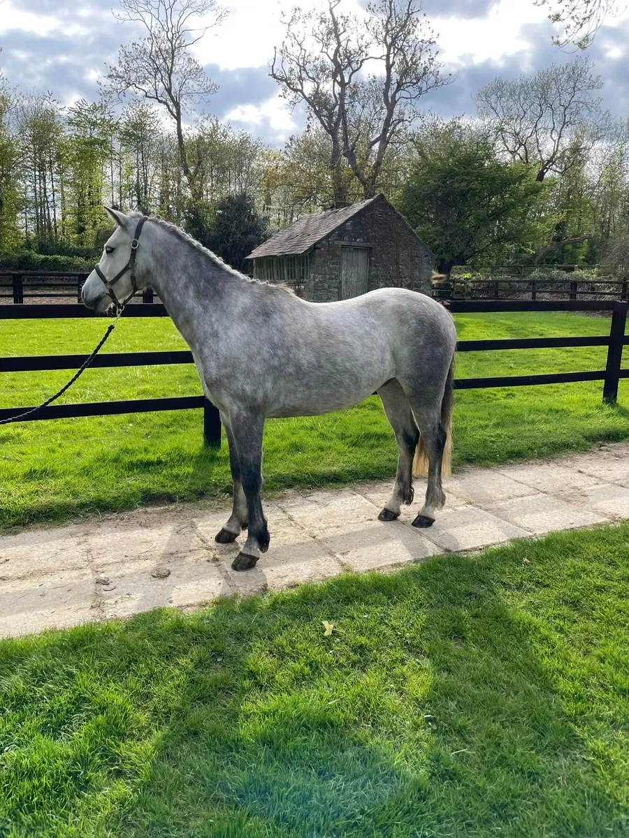 Lot 96 Goresbridge 6th May - Image 1