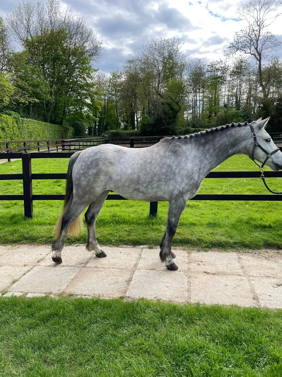 Lot 96 Goresbridge 6th May - Image 2