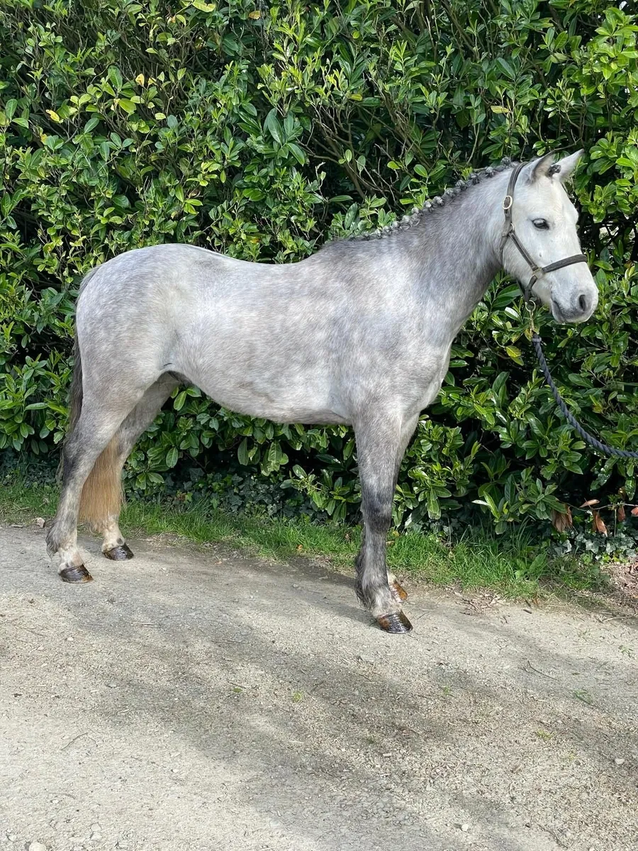 Lot 96 Goresbridge 6th May - Image 4