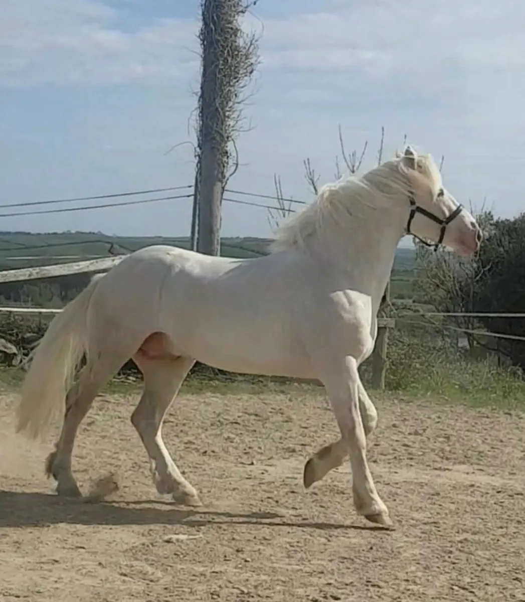 Perlino connemara stallion at stud - Image 1