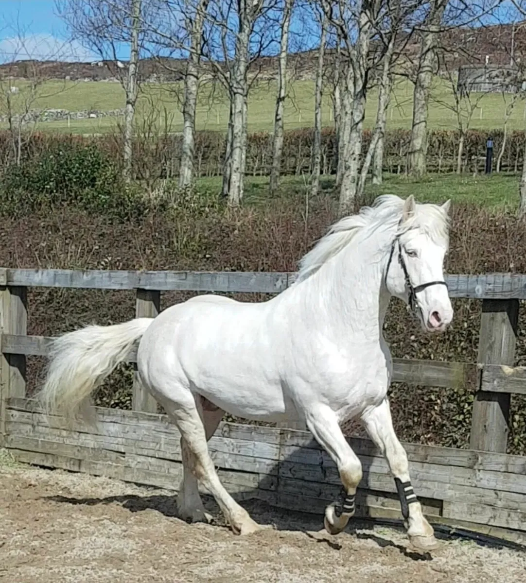 Perlino connemara stallion at stud - Image 4