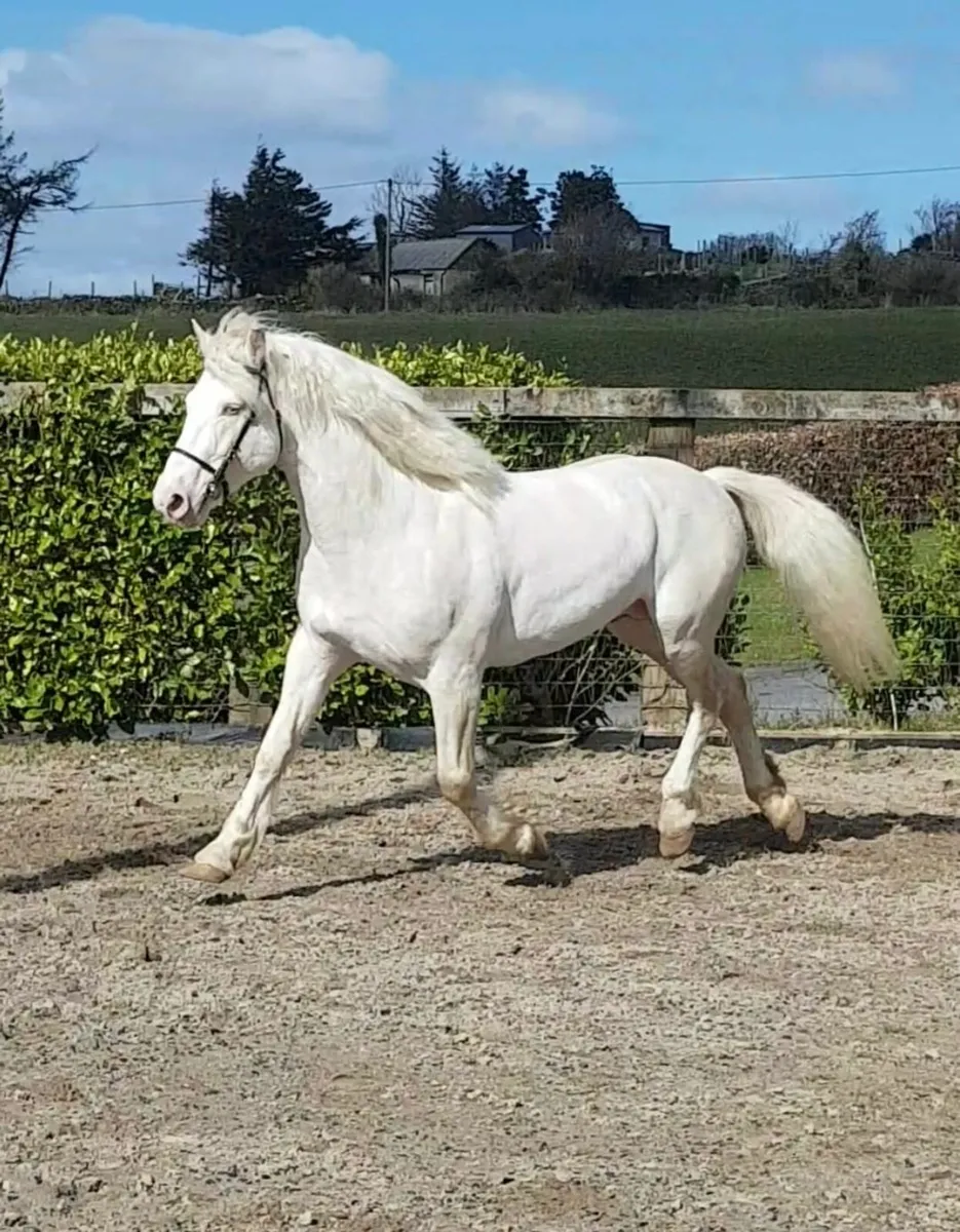 Perlino connemara stallion at stud - Image 3