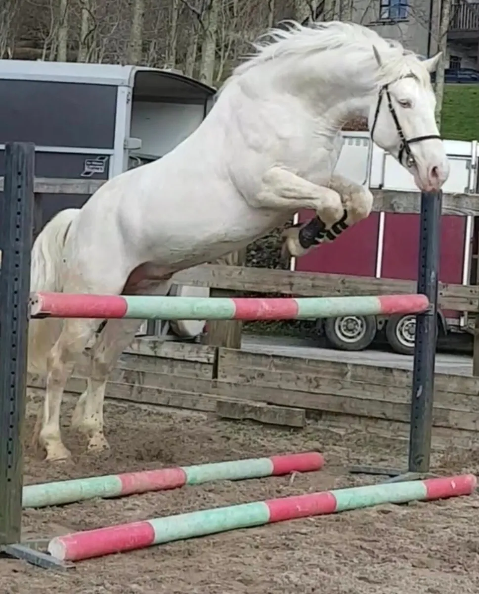Perlino connemara stallion at stud - Image 2
