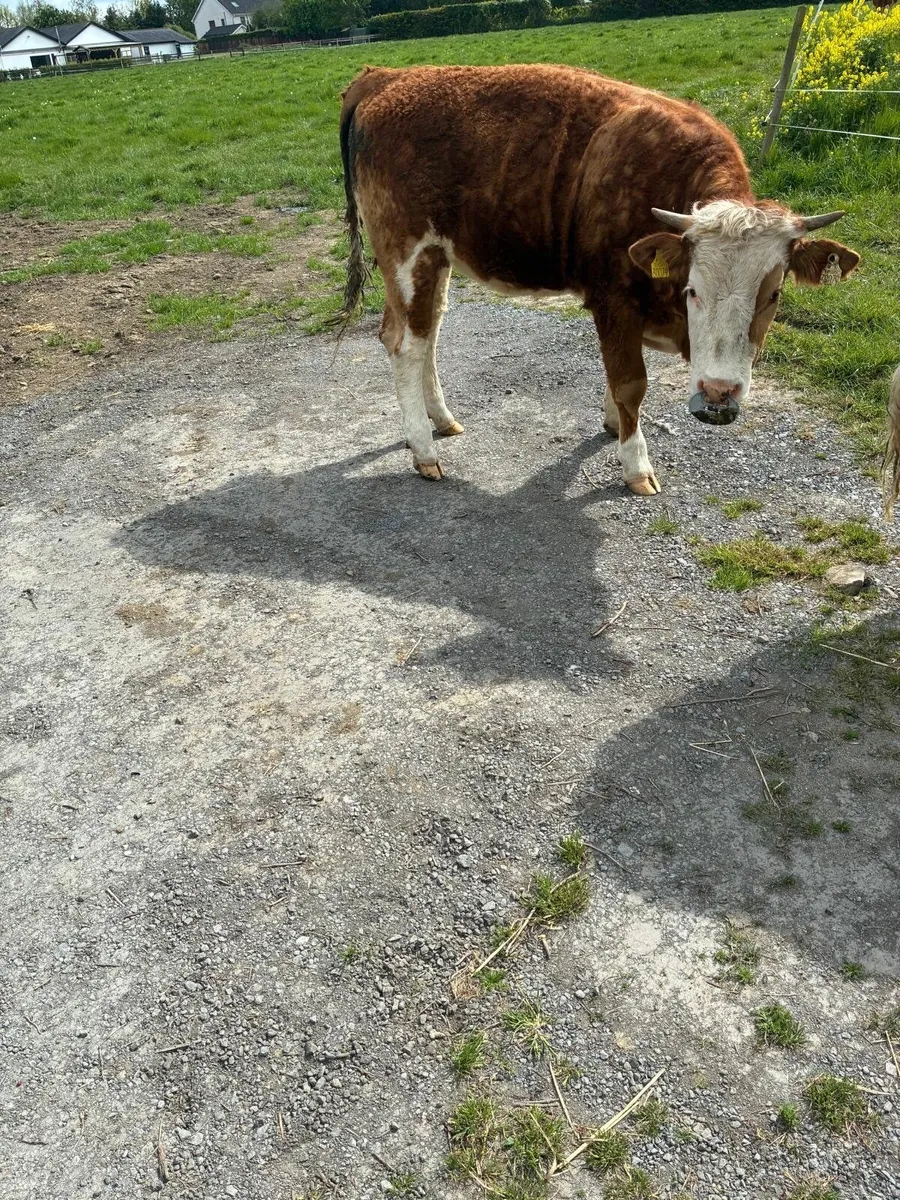 Yearling Heifer - Image 2