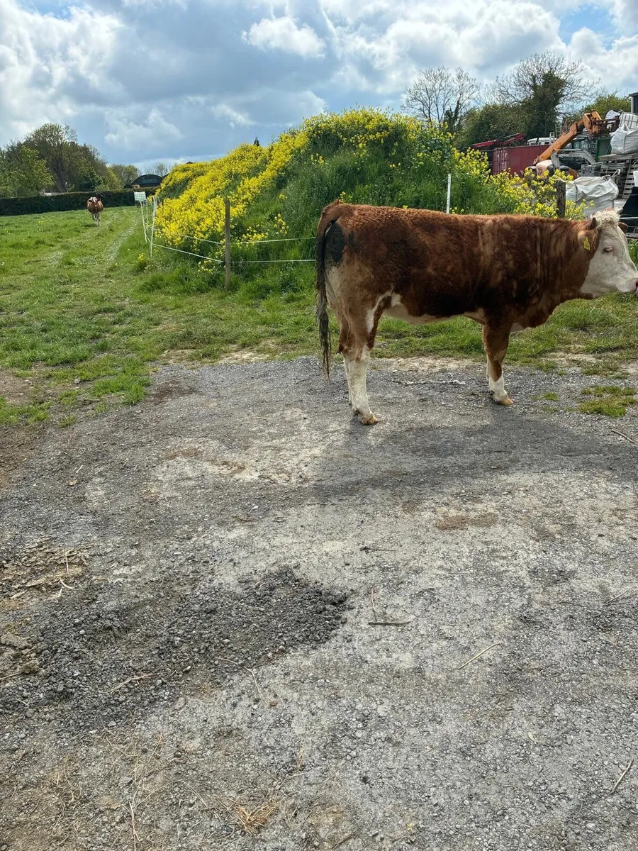 Yearling Heifer - Image 3