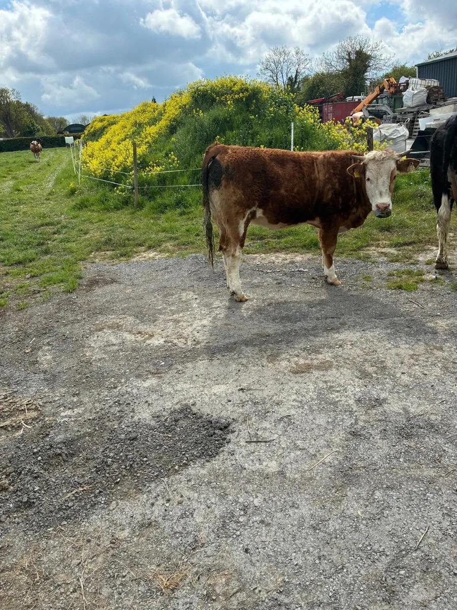 Yearling Heifer - Image 4