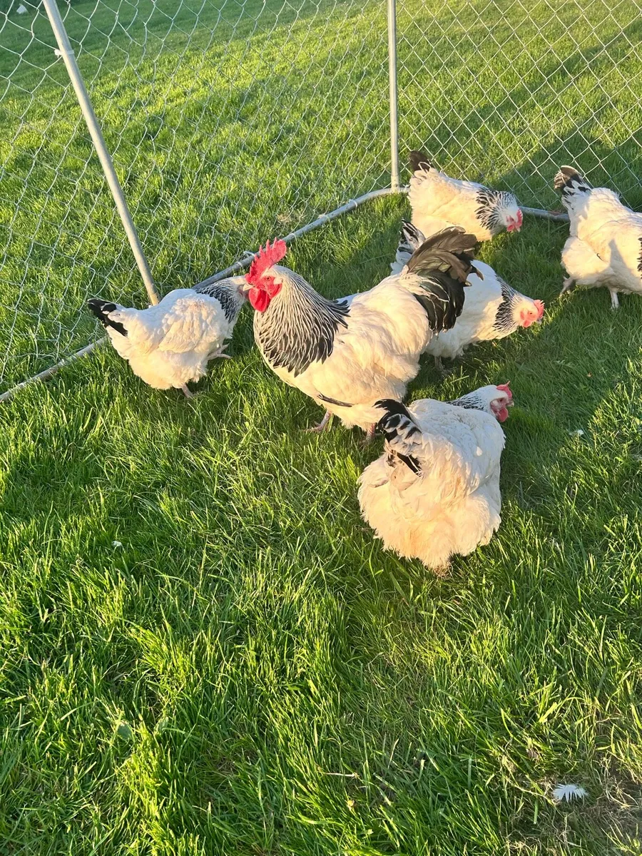 Hatching eggs - Image 4